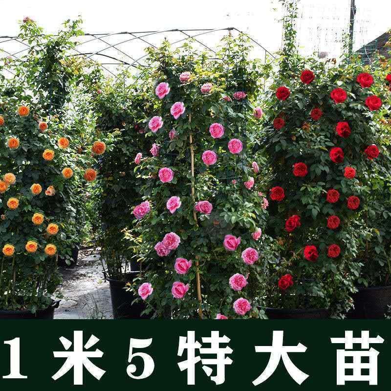 藤本月季蔷薇花苗四季开花大花浓香庭院阳台爬藤月季玫瑰花苗