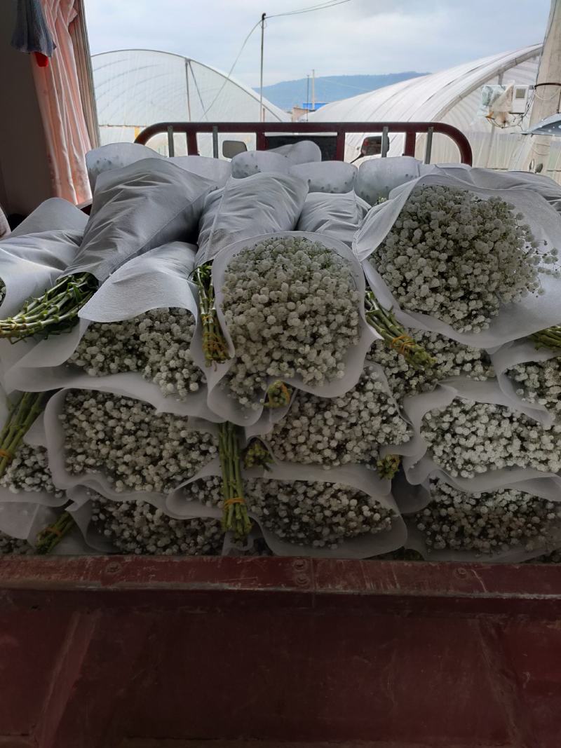 精品花卉满天星干花花束