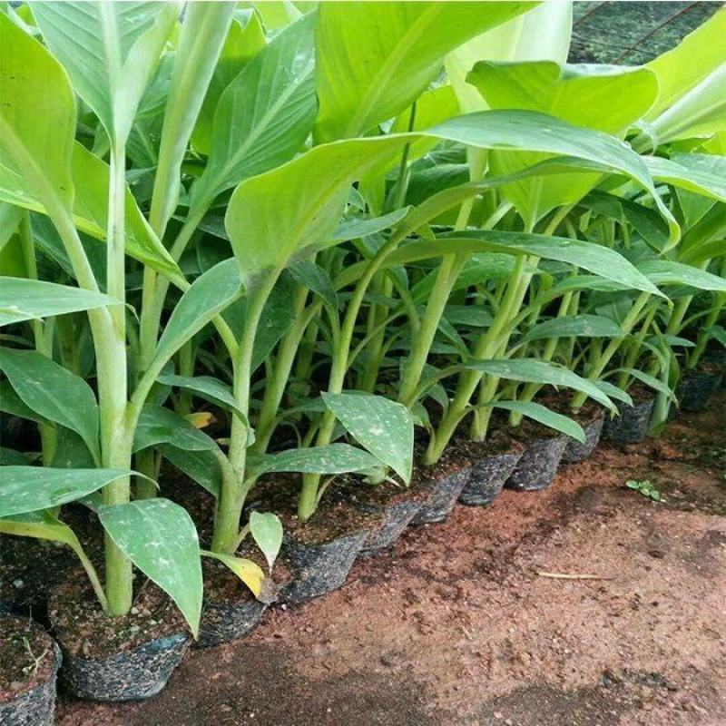 矮脚香蕉苗粉蕉苗小米蕉苗桂蕉一号B6香蕉苗营养杯苗