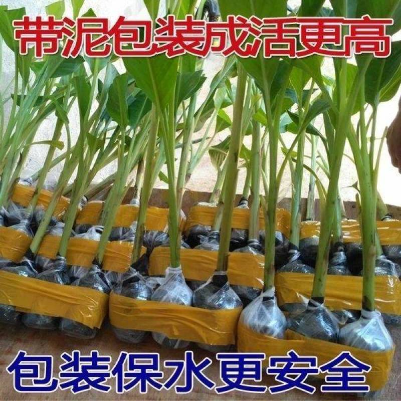 矮脚香蕉苗粉蕉苗小米蕉苗桂蕉一号B6香蕉苗营养杯苗