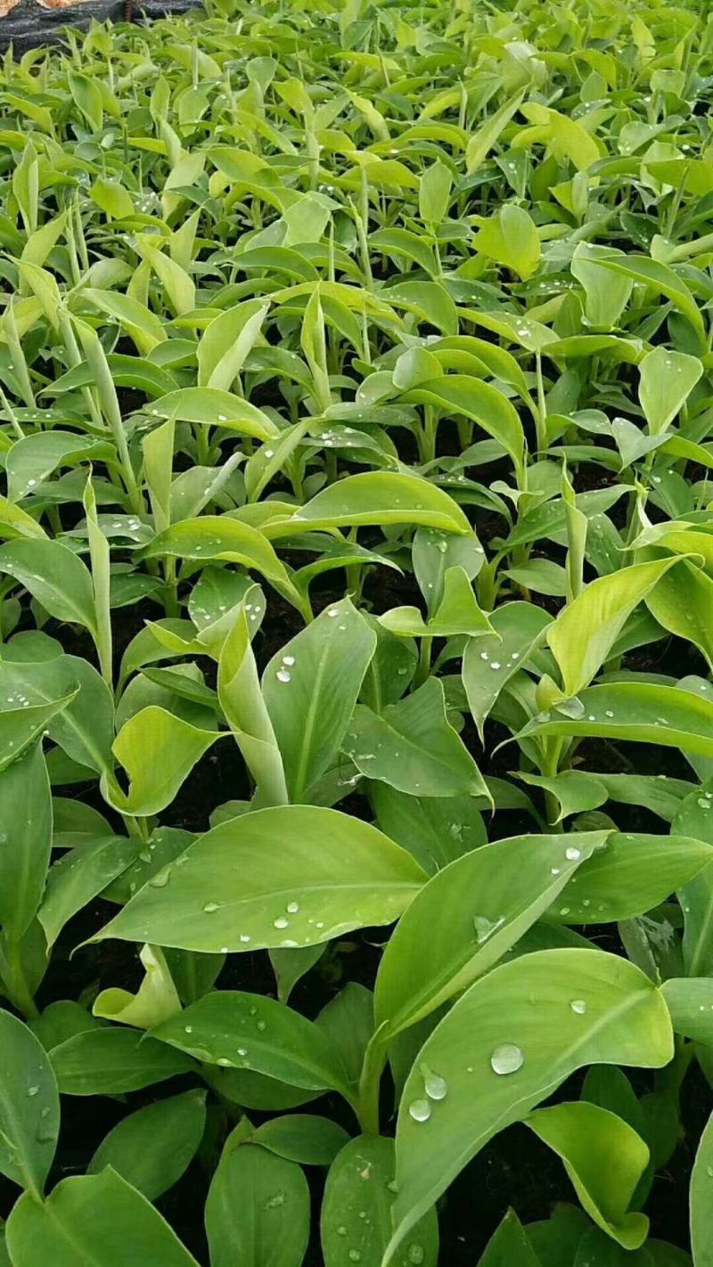 矮脚香蕉苗粉蕉苗小米蕉苗桂蕉一号B6香蕉苗营养杯苗
