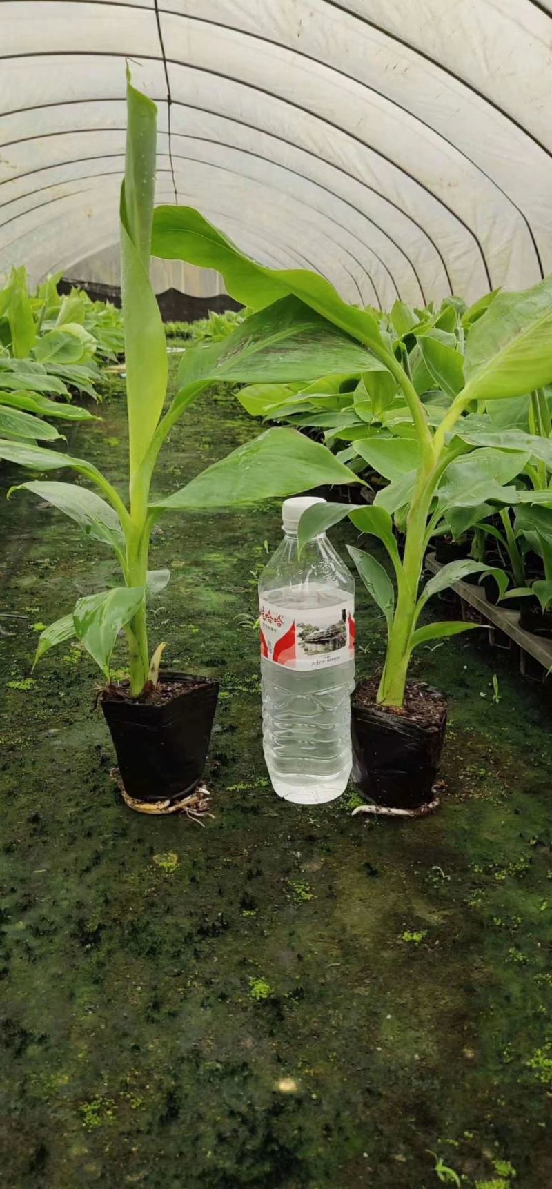 矮脚香蕉苗粉蕉苗小米蕉苗桂蕉一号B6香蕉苗营养杯苗