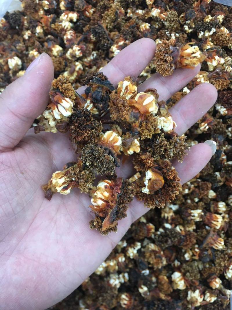 海参花参嘴深海海参干货无添加肉质韧劲脆爽炖汤煲粥泡酒黄色