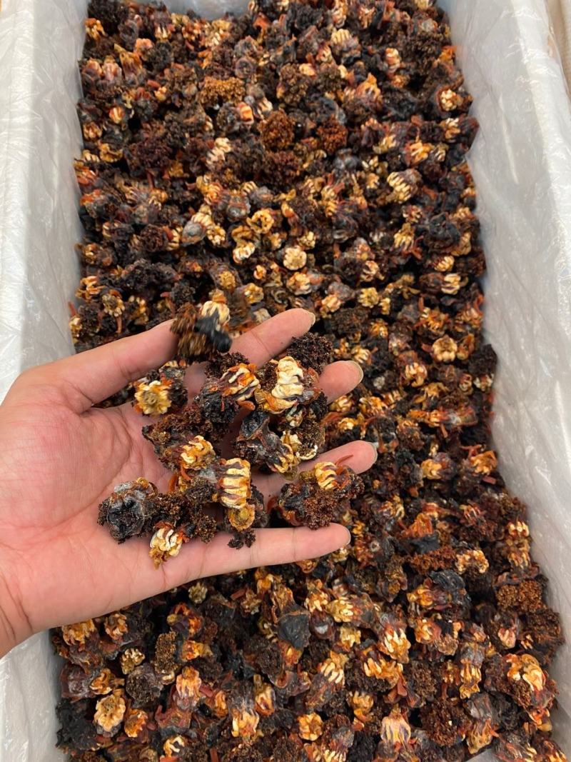 海参花参嘴深海海参干货无添加肉质韧劲脆爽炖汤煲粥泡酒黄色