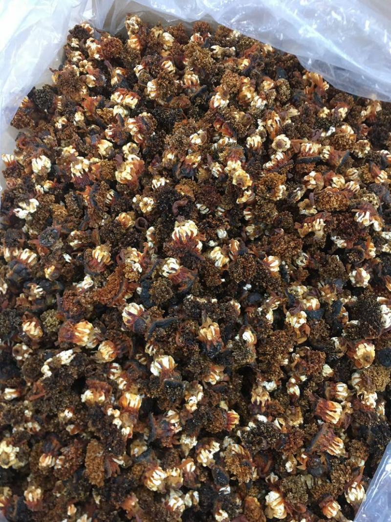 海参花参嘴深海海参干货无添加肉质韧劲脆爽炖汤煲粥泡酒黄色