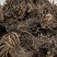 藜芦量大优惠需要请下单不满意可以退换货