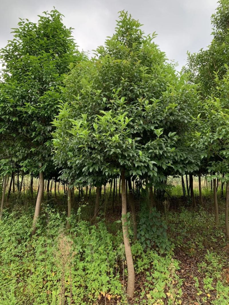 热销桂花苗大小规格都有，米径5-10公分米径15-20公分