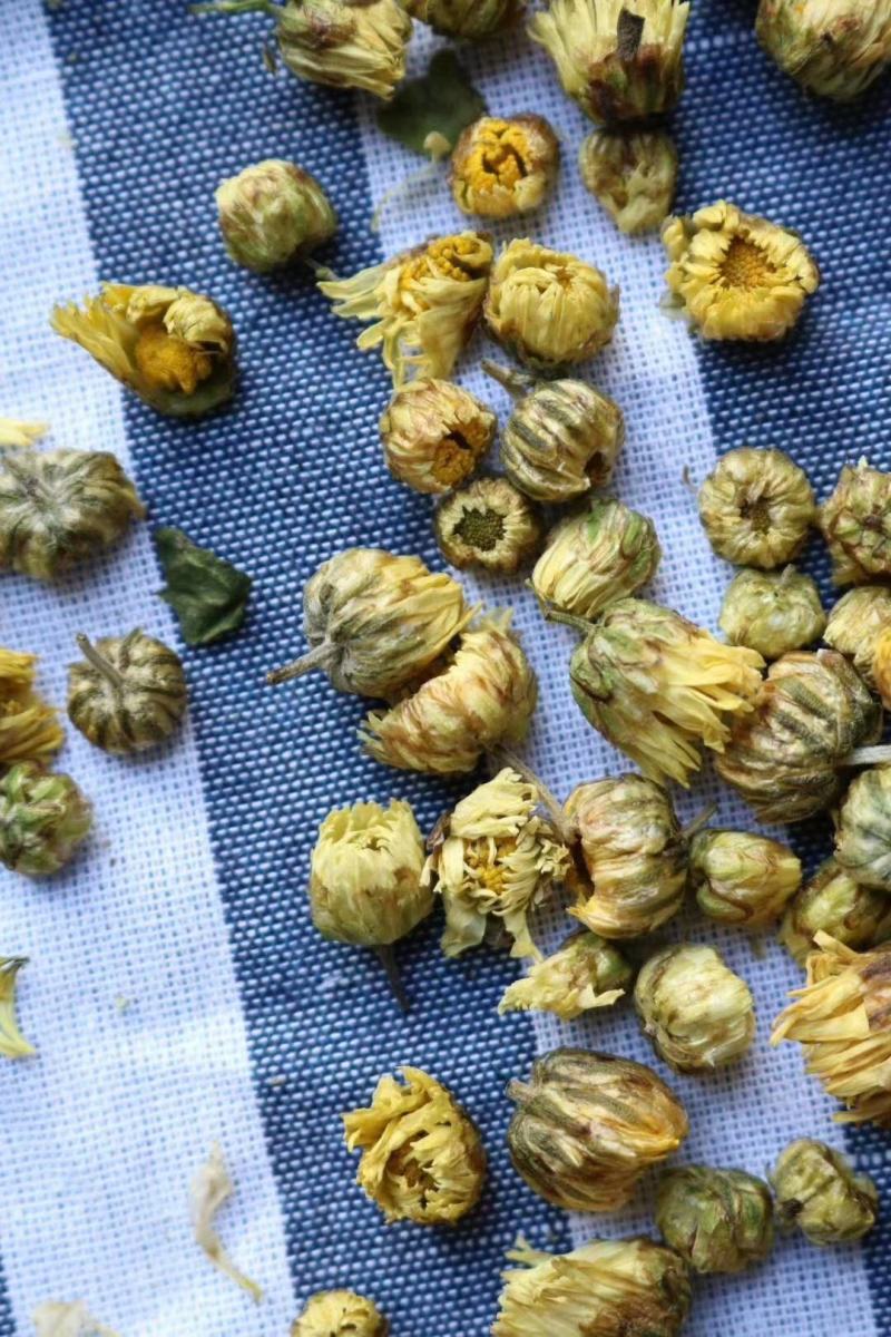 广州人桐乡胎菊正宗桐乡货颜色鲜艳支持批发一件代发