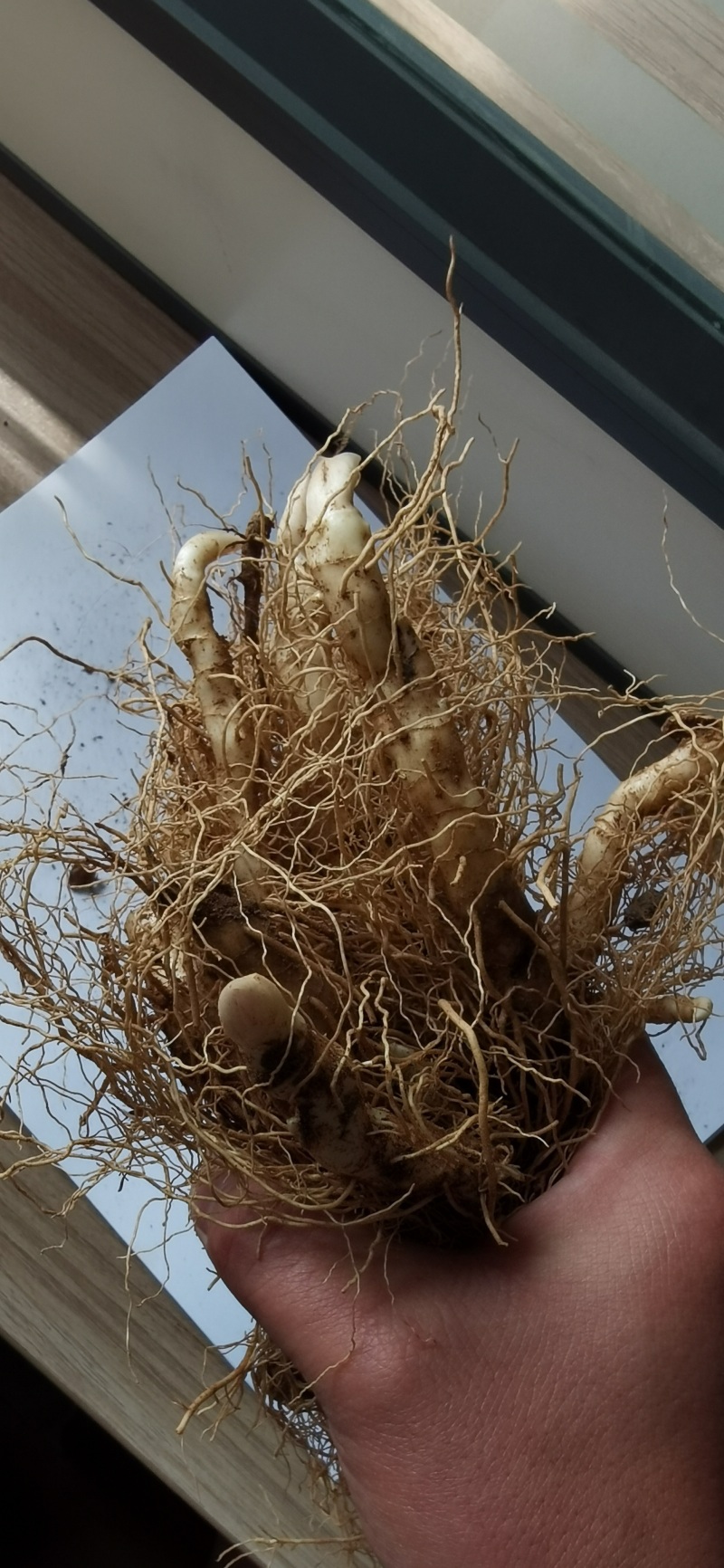 玉竹种苗，玉竹苗价格，改良玉竹苗种植基地批发