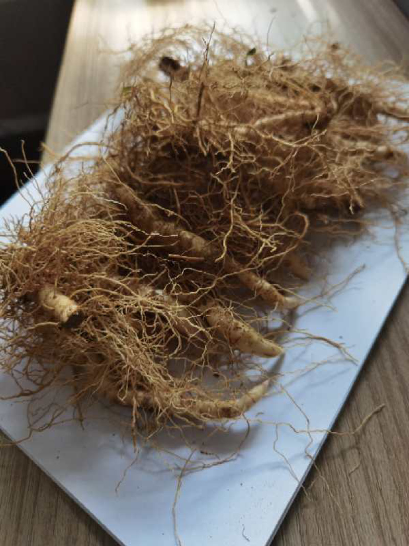 玉竹种苗，玉竹苗价格，改良玉竹苗种植基地批发
