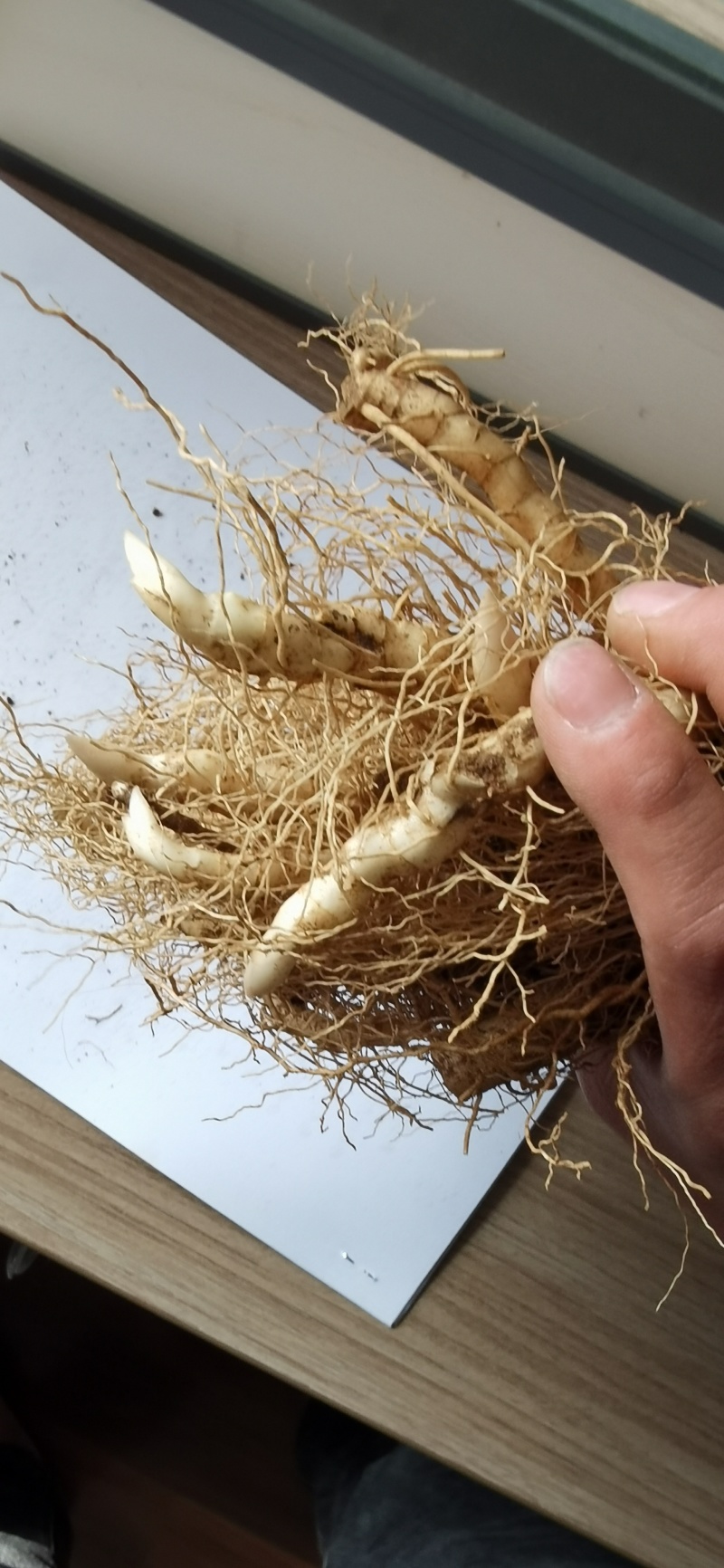 玉竹种苗，玉竹苗价格，改良玉竹苗种植基地批发