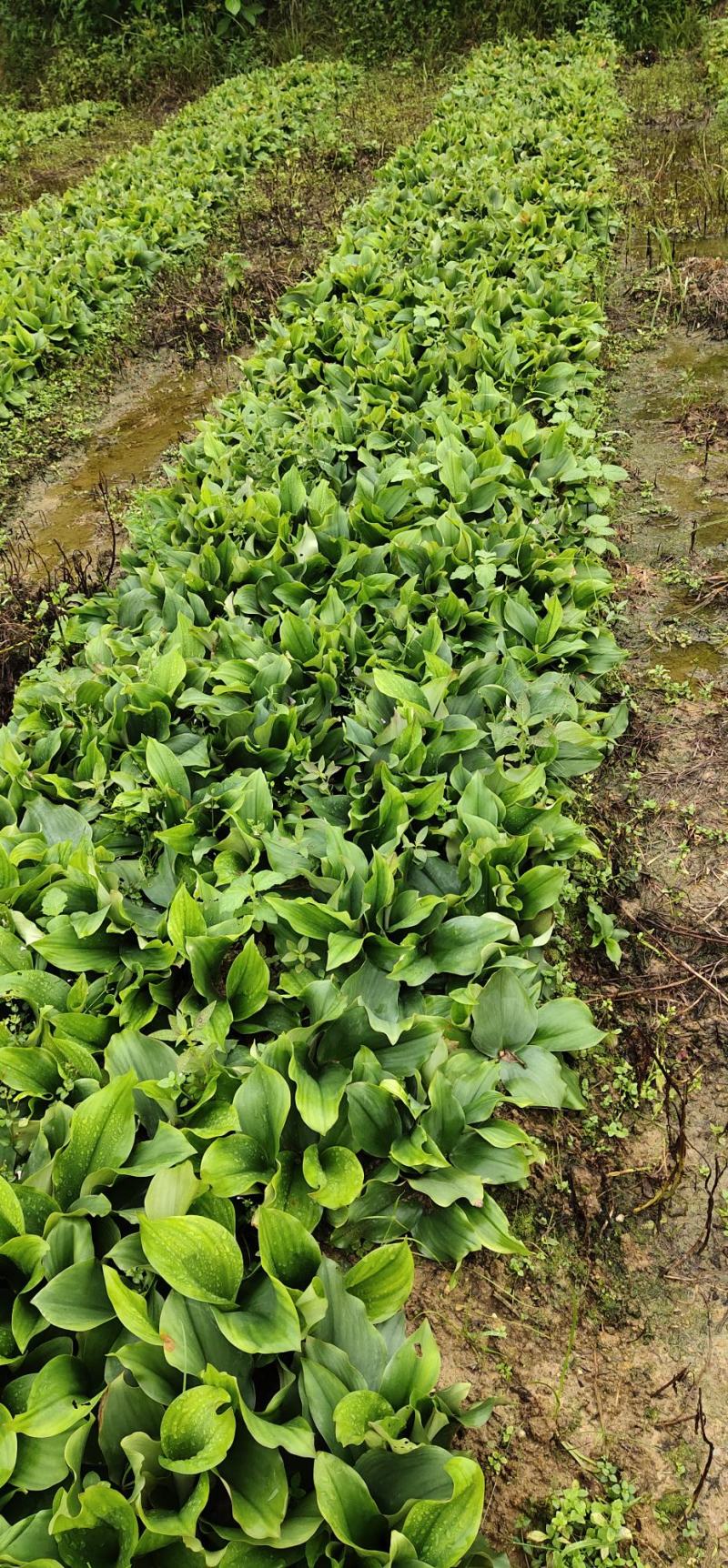 沙姜沙姜又名山奈，是姜科植物沙姜的根茎部分，