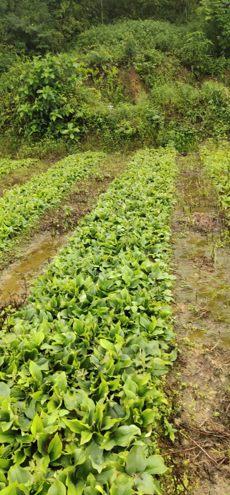 沙姜沙姜又名山奈，是姜科植物沙姜的根茎部分，