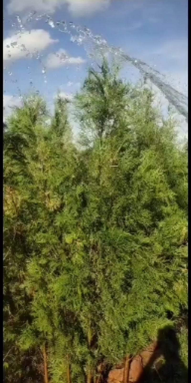 柳衫云南本地货苗好，成活率高，规格20-40分。