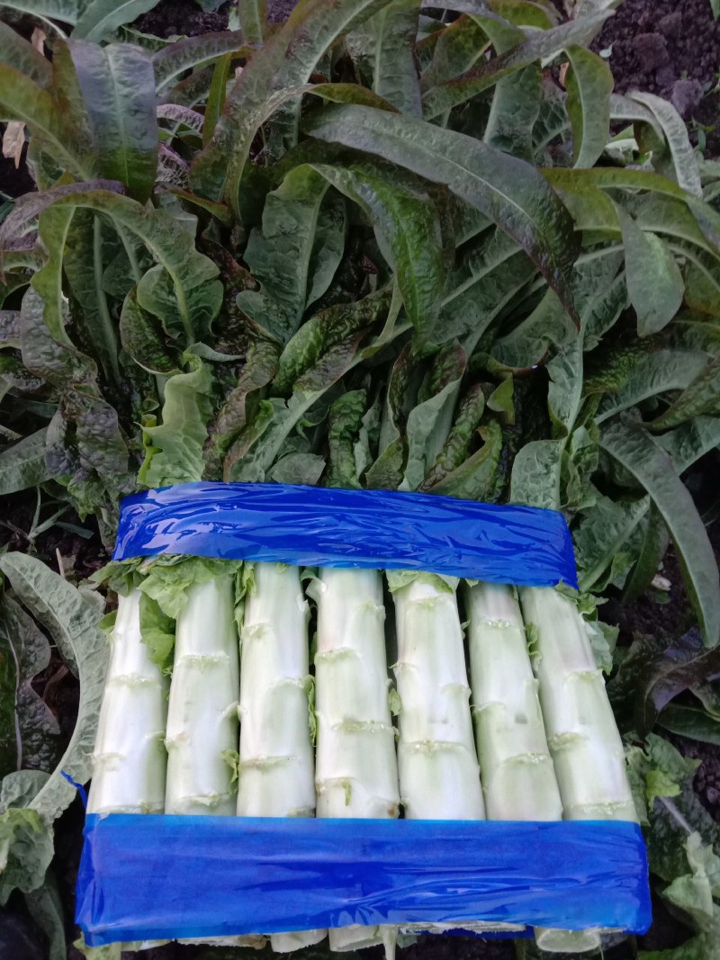 山东郯城莴苣出售大量红尖叶莴笋，质量杠杠的包没空心！