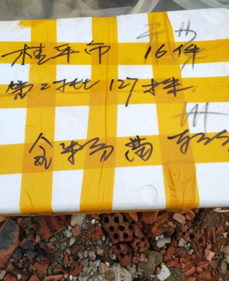 香蕉苗/西贡粉蕉苗/金粉一号蕉苗/厂家直销/假一赔十