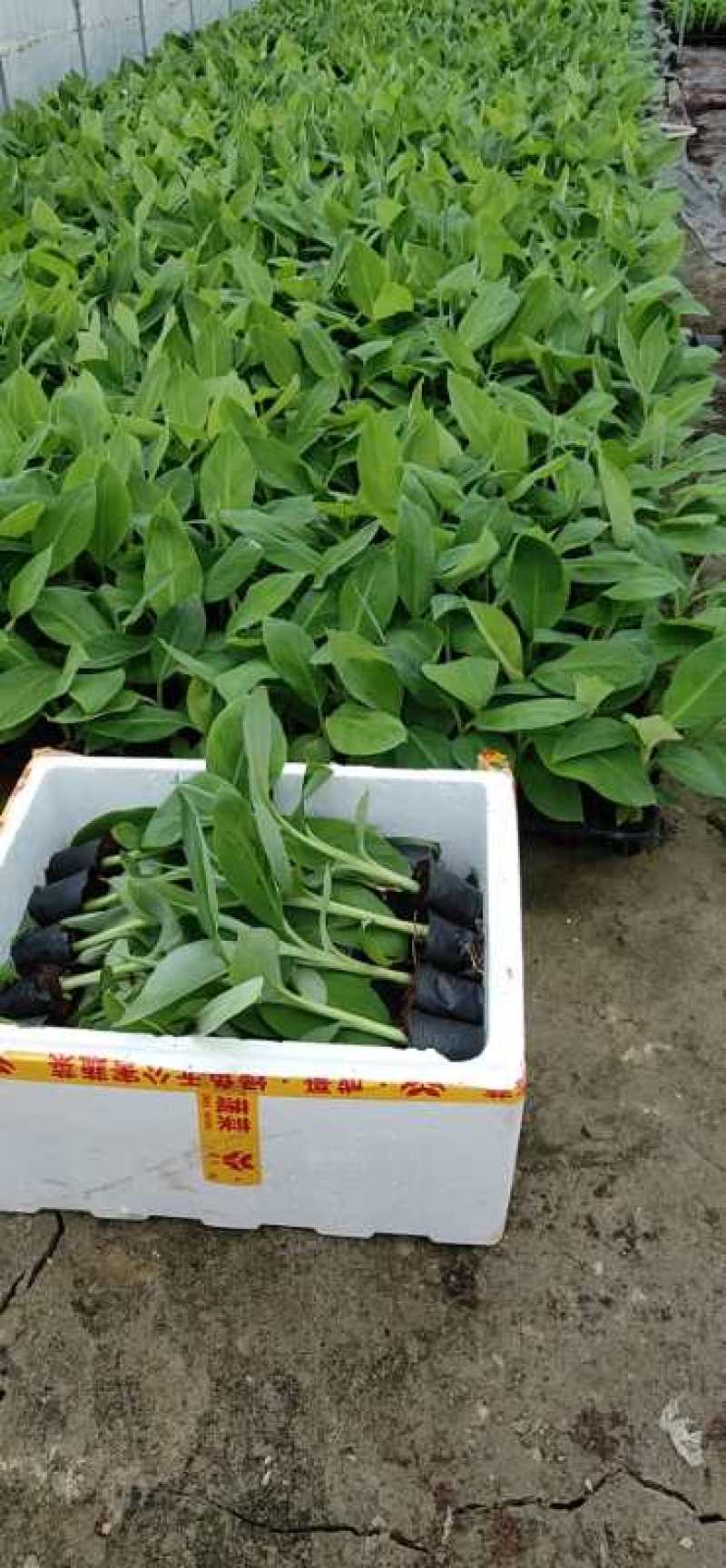 香蕉苗/西贡粉蕉苗/金粉一号蕉苗/厂家直销/假一赔十