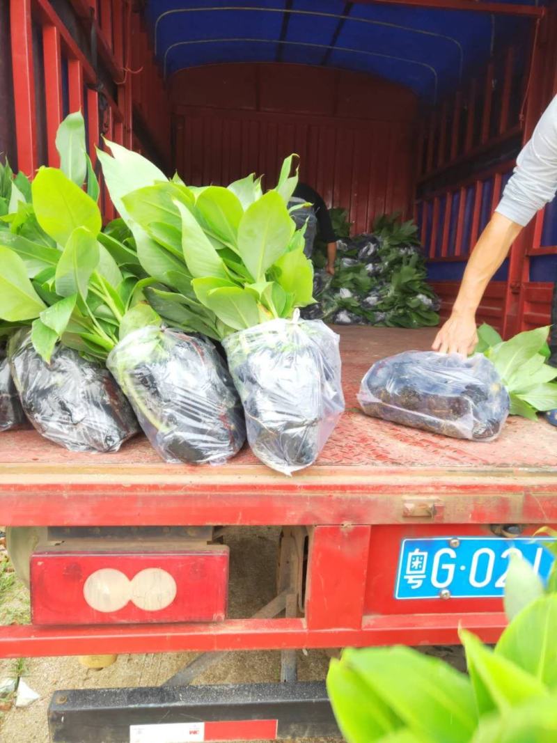 香蕉苗/西贡粉蕉苗/金粉一号蕉苗/厂家直销/假一赔十
