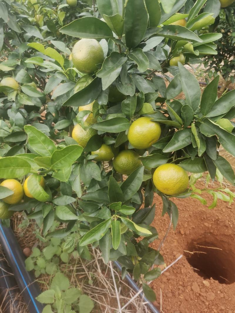 大量优质皇帝柑上市有需要的联系我