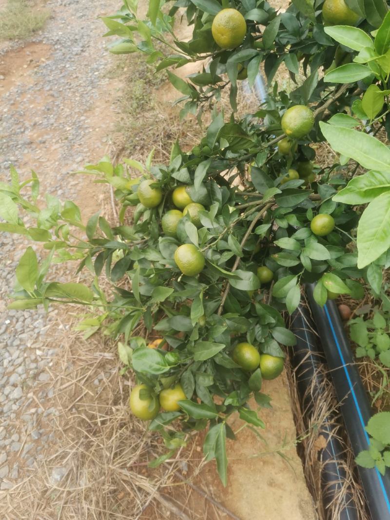 大量优质皇帝柑上市有需要的联系我