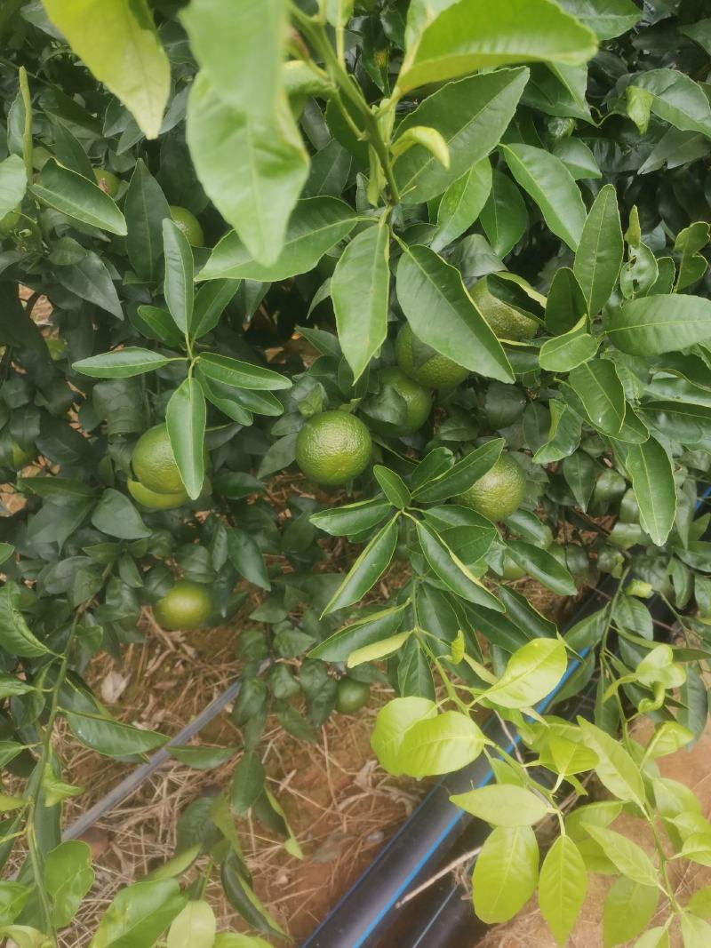 大量优质皇帝柑上市有需要的联系我