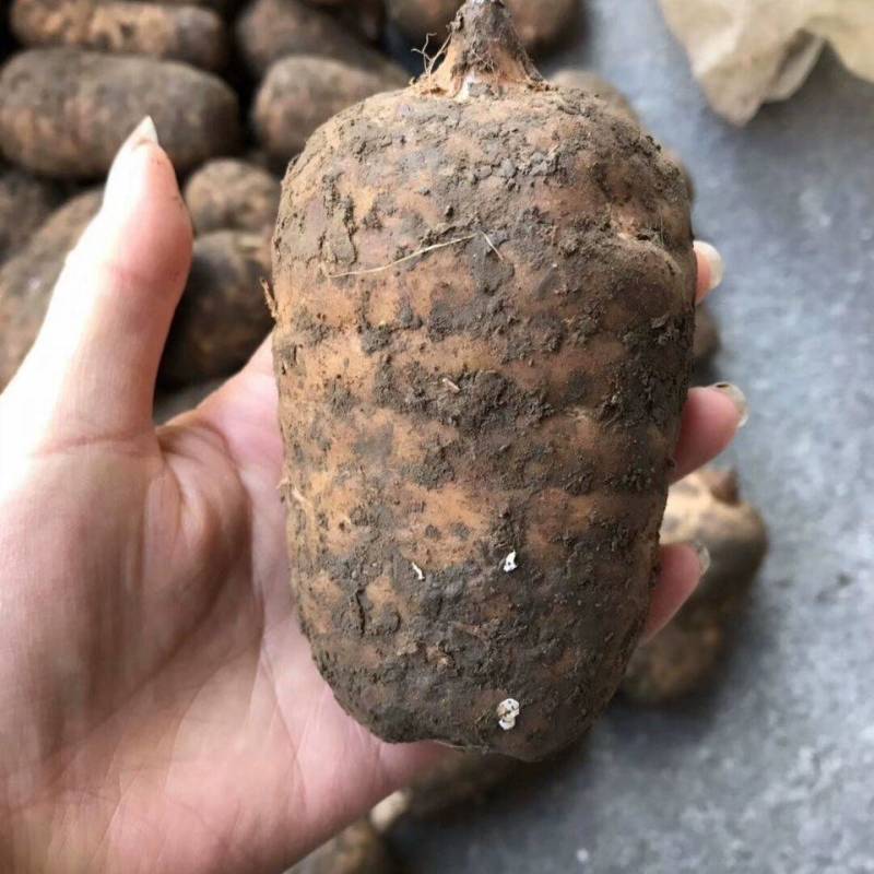 昭通小草坝野生新鲜天麻，欢迎电商平台。代办代收代发。