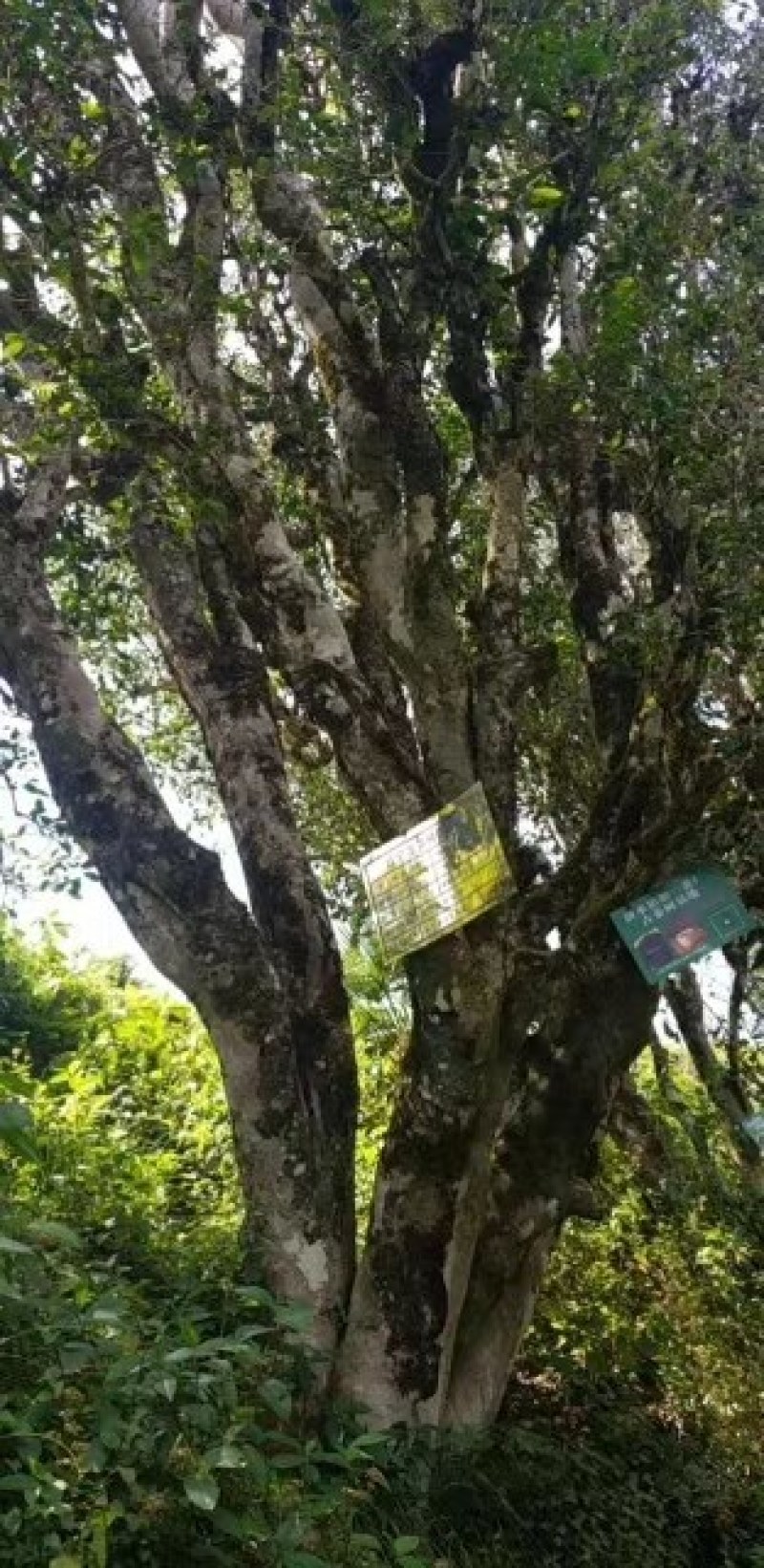 古树红茶滇红千年古树茶乌龙茶