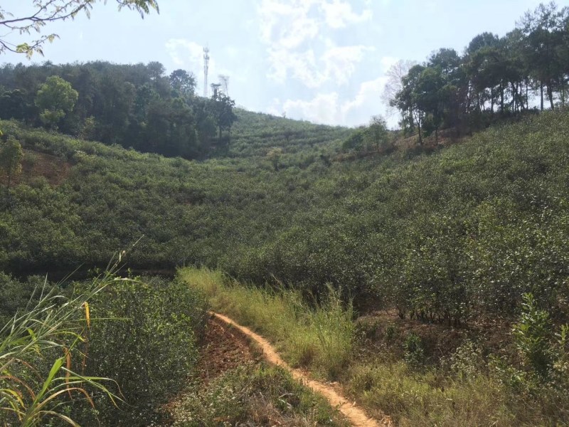 古树红茶滇红千年古树茶乌龙茶