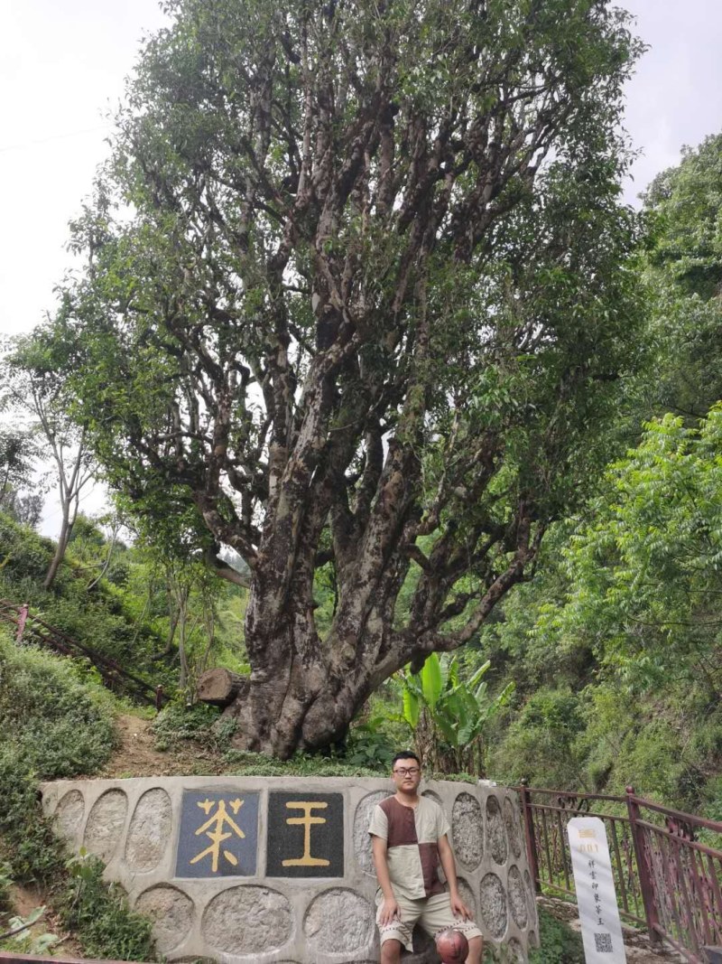 古树红茶滇红千年古树茶乌龙茶