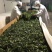 古树红茶滇红千年古树茶乌龙茶