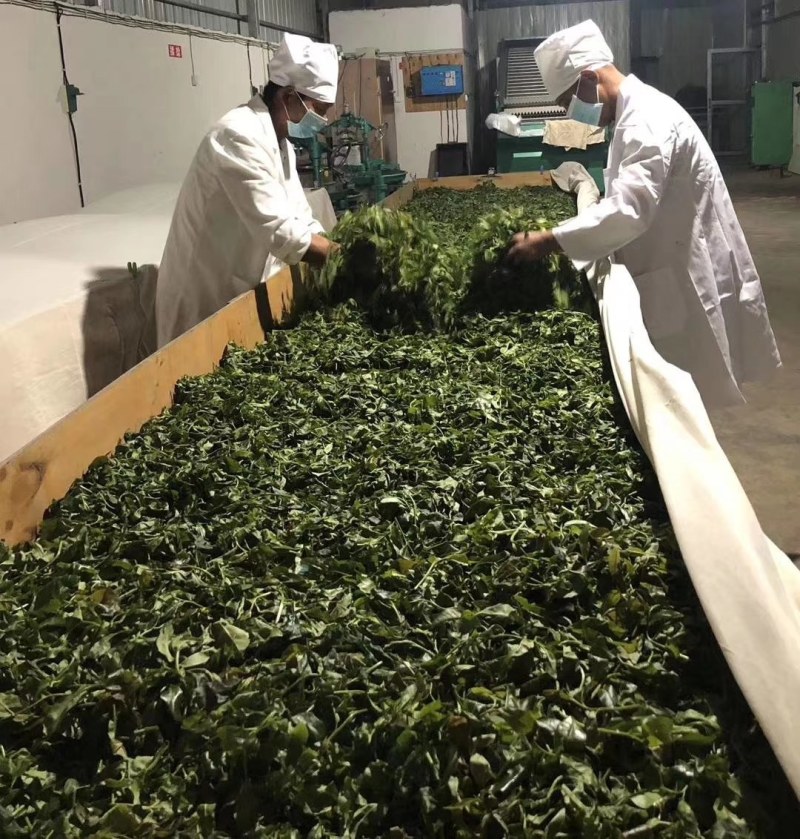 古树红茶滇红千年古树茶乌龙茶