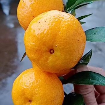 广西桂林棉橘，棉桔，广橘，口感好，皮薄化渣，诚信代办