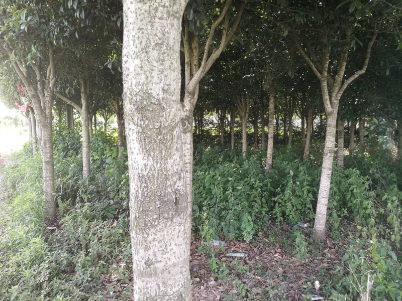 山桐子，桂花树，黄柏树苗，杜仲苗，柏树苗银杏树苗等！