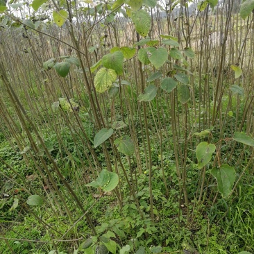山桐子，桂花树，黄柏树苗，杜仲苗，柏树苗银杏树苗等！