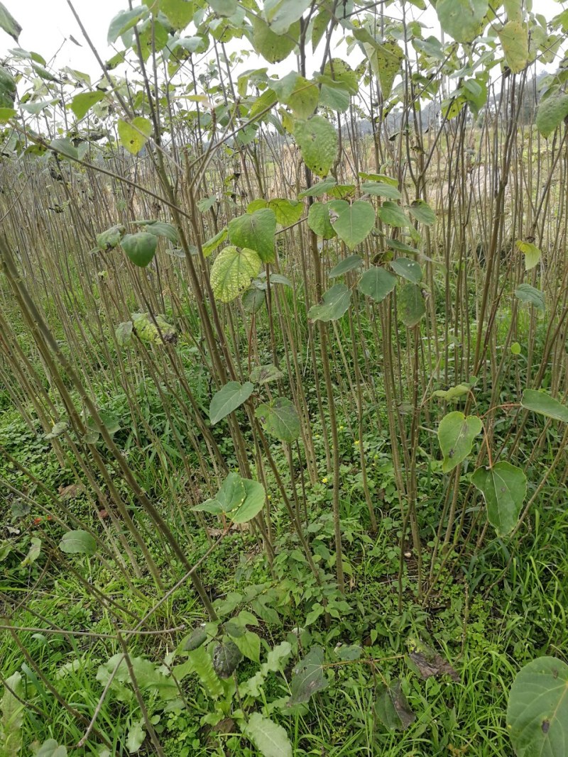 山桐子，桂花树，黄柏树苗，杜仲苗，柏树苗银杏树苗等！
