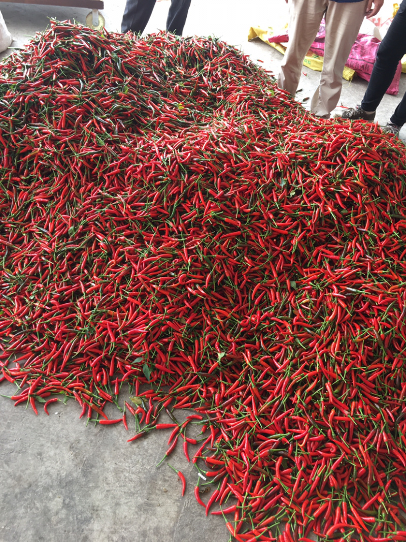 广东茂名海花红辣椒，，精品海花红辣椒！需要的老板联系我！