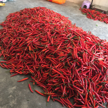 广东茂名海花红辣椒，，精品海花红辣椒！需要的老板联系我！