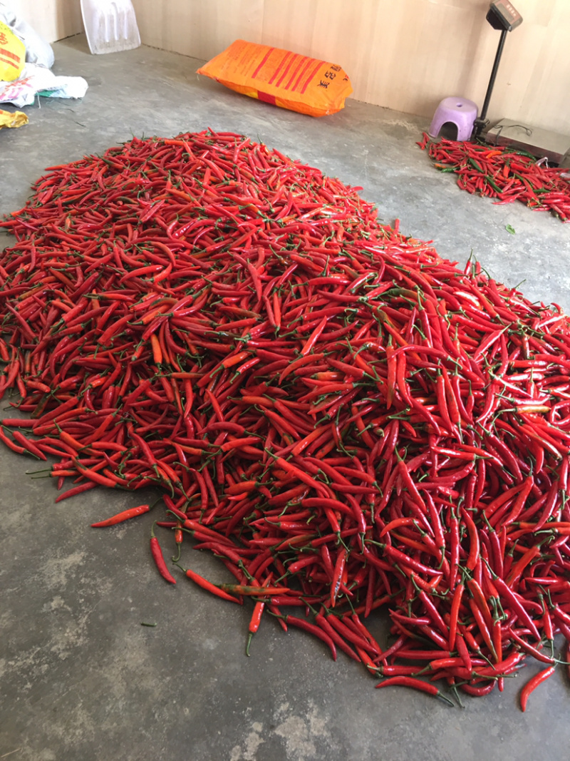 广东茂名海花红辣椒，，精品海花红辣椒！需要的老板联系我！