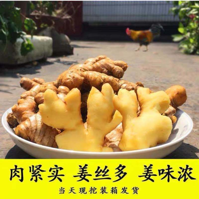 云南小黄姜新鲜嫩姜生姜月子姜香辣多丝调味小黄姜1/3/5