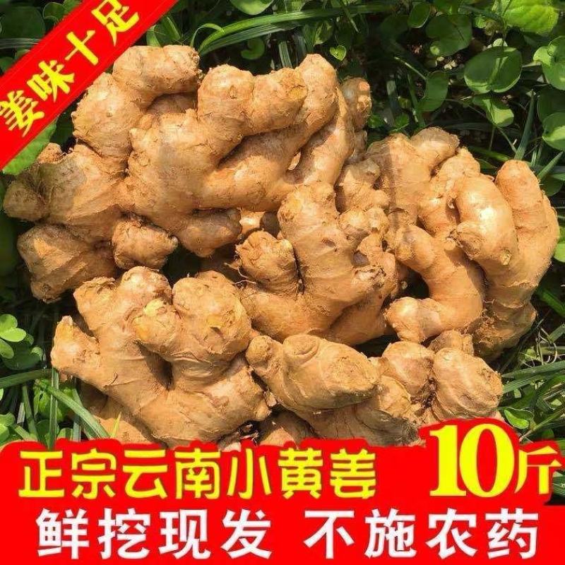 云南小黄姜新鲜嫩姜生姜月子姜香辣多丝调味小黄姜1/3/5