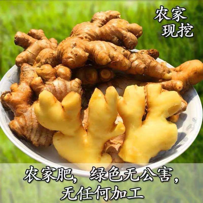 云南小黄姜新鲜嫩姜生姜月子姜香辣多丝调味小黄姜1/3/5
