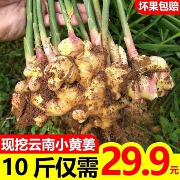 云南小黄姜新鲜嫩姜生姜月子姜香辣多丝调味小黄姜1/3/5
