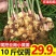 云南小黄姜新鲜嫩姜生姜月子姜香辣多丝调味小黄姜1/3/5