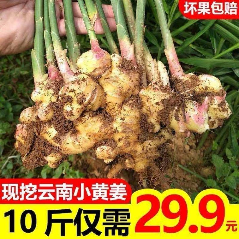 云南小黄姜新鲜嫩姜生姜月子姜香辣多丝调味小黄姜1/3/5