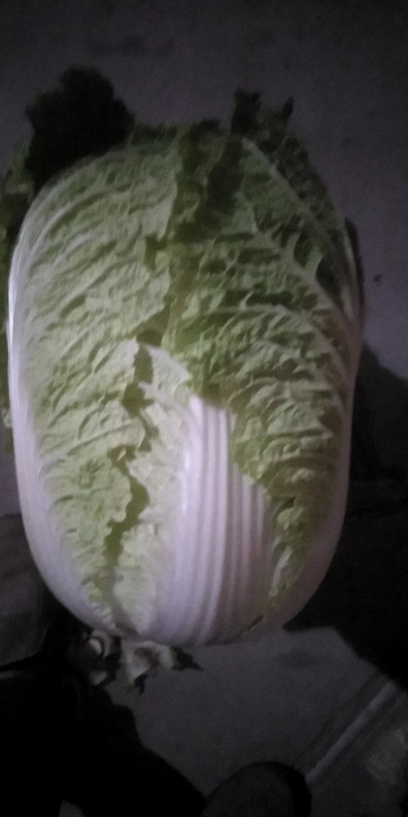 【热销】黄心大白菜产地直销货源充足可视频看货