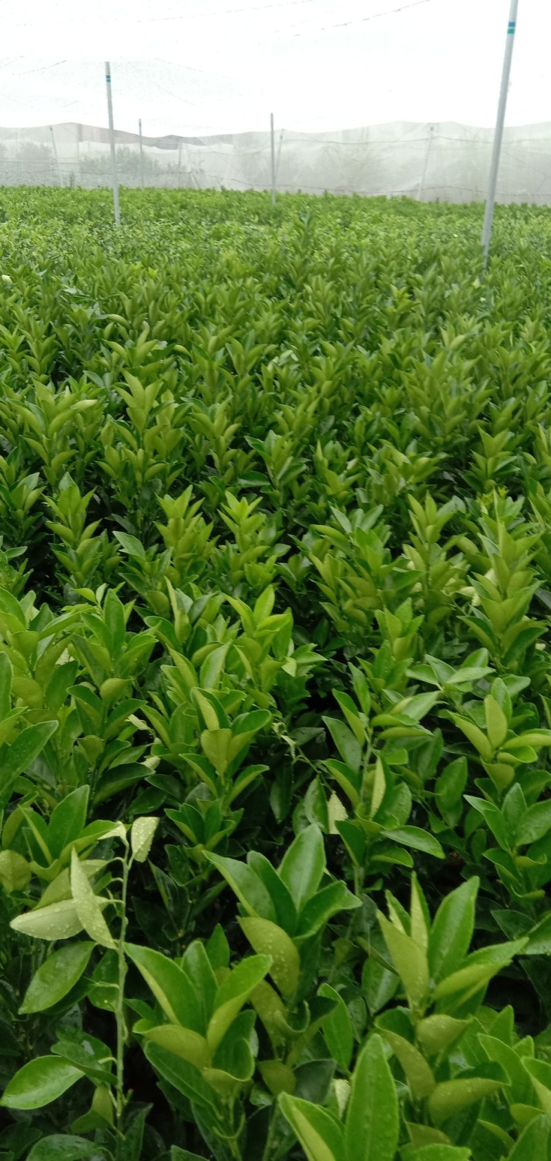 江西赣南纯正纽荷尔脐橙苗30~50cm