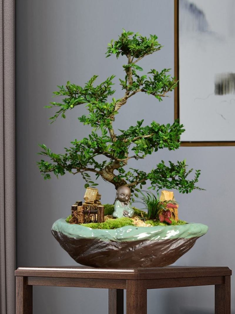 小叶榆树盆景榆树盆景榆树桩实物盆景桌面盆景