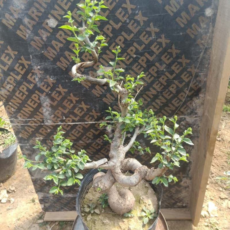 小叶榆树盆景榆树盆景榆树桩实物盆景桌面盆景