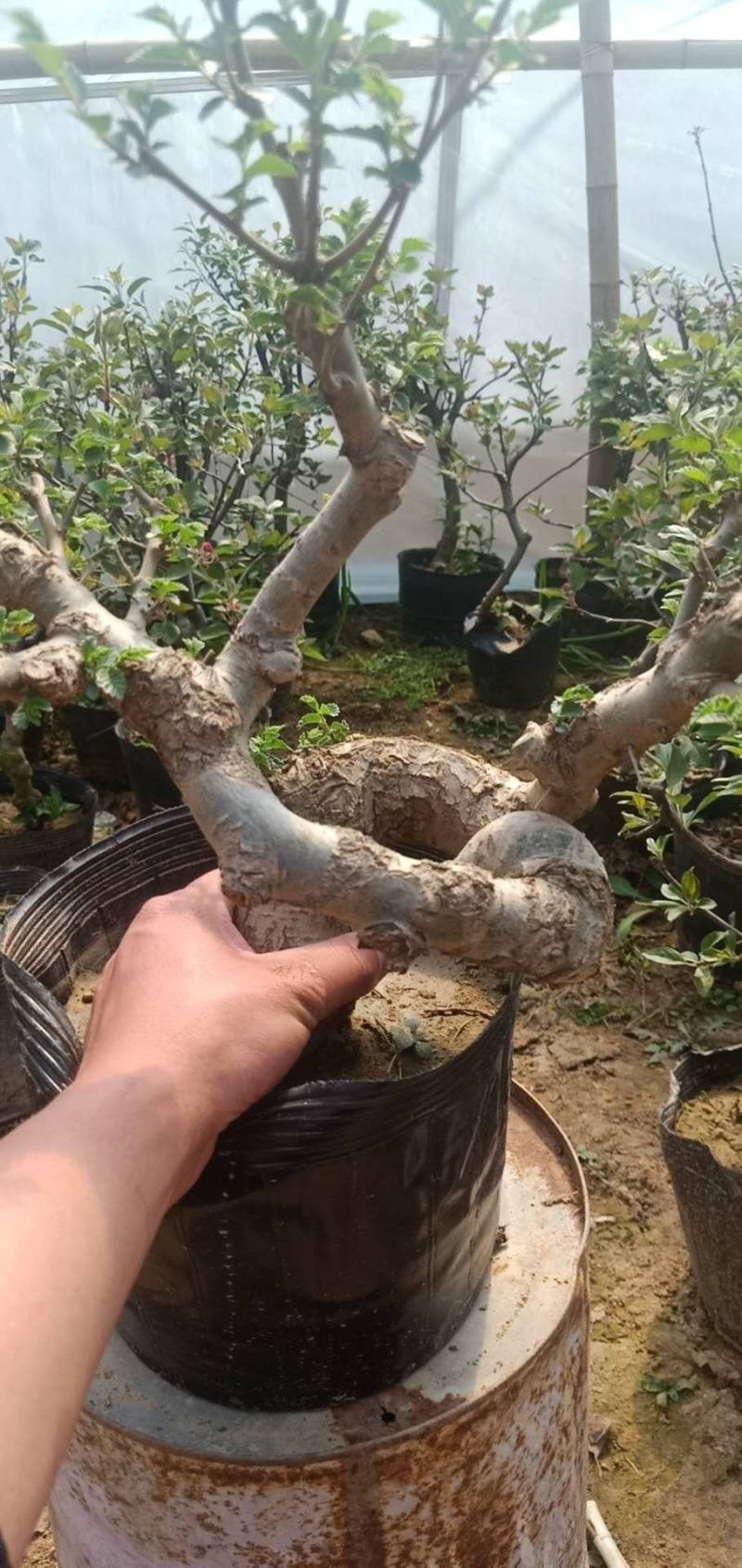 小叶榆树盆景榆树盆景榆树桩实物盆景桌面盆景