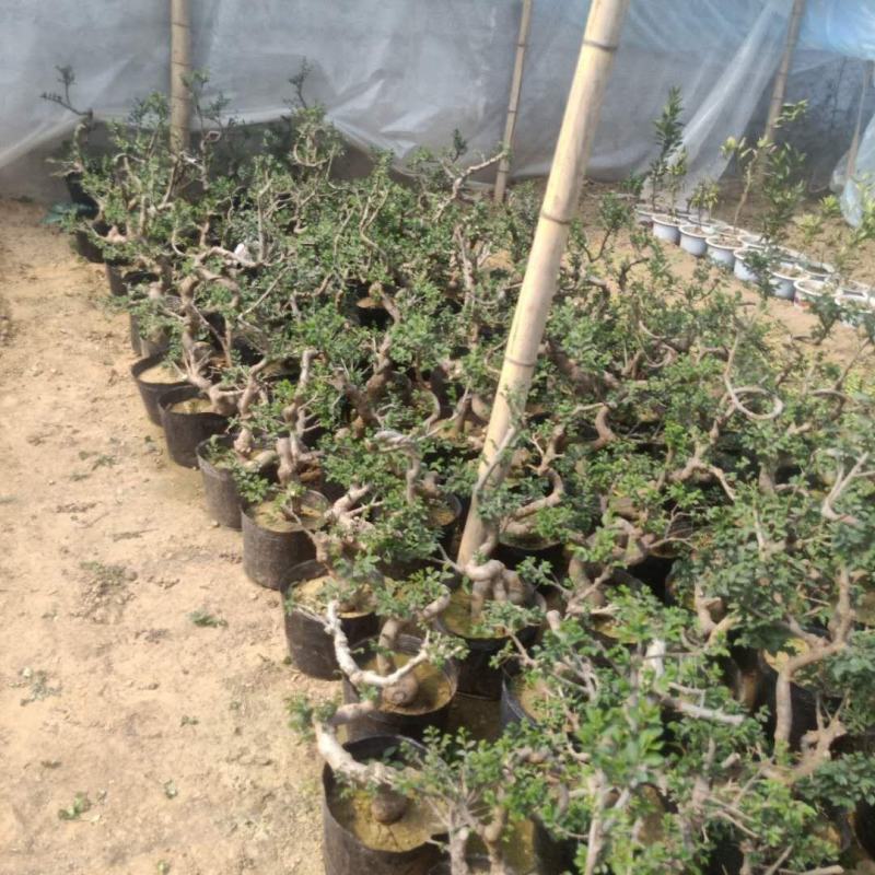 小叶榆树盆景榆树盆景榆树桩实物盆景桌面盆景